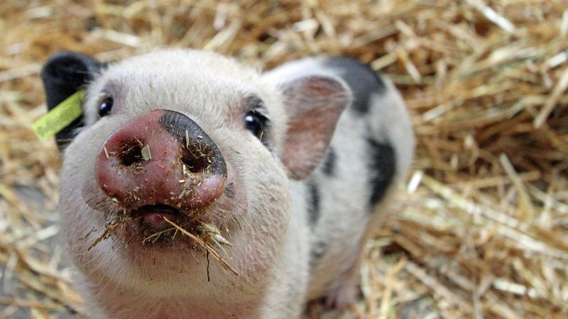 Giá heo hơi hôm nay 23/12 tại miền Trung, Tây Nguyên