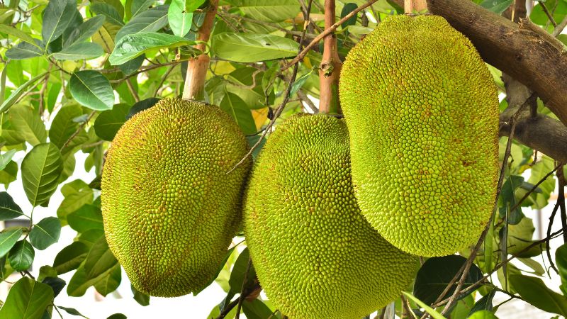 Tại sao khi cắt mít trái gần hết vườn phải bón phân hữu cơ ngay?