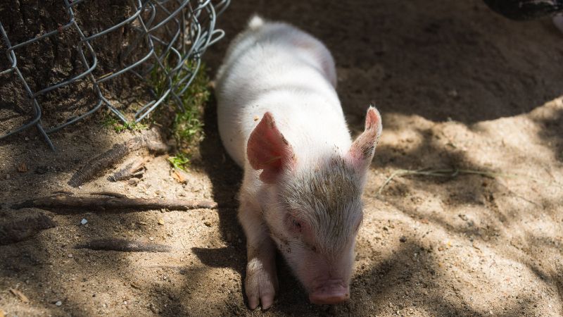 Giá heo hơi hôm nay 25/12 tại miền Trung, Tây Nguyên