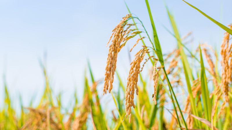 Giá lúa hôm nay 25/12