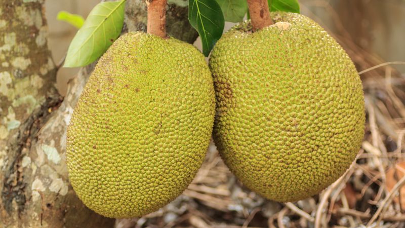 Nguyên nhân thân cây mít xì mủ