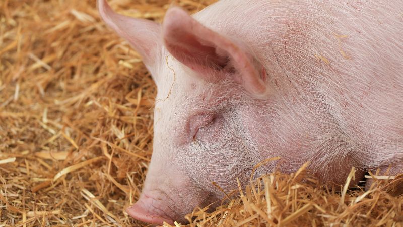 Giá heo hơi hôm nay 26/12 tại miền Bắc Giá heo hơi hôm nay 26/12 tại miền Bắc