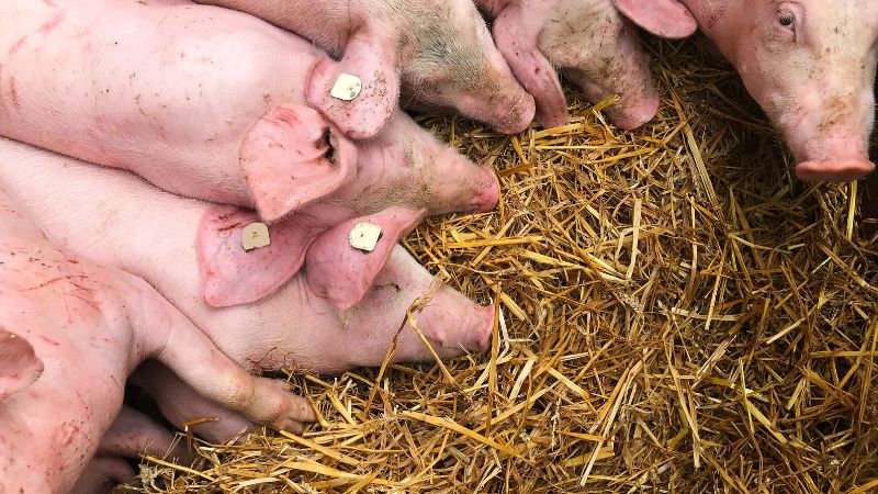 Giá heo hơi hôm nay 26/12 tại miền Trung, Tây Nguyên Giá heo hơi hôm nay 26/12 tại miền Trung, Tây Nguyên