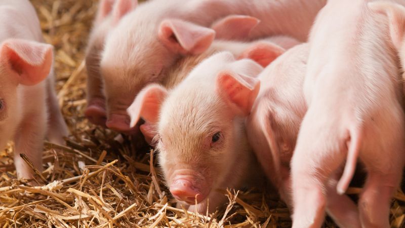 Giá heo hơi hôm nay 26/12 tại miền Nam Giá heo hơi hôm nay 26/12 tại miền Nam