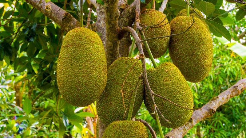 Giá mít Thái hôm nay 26/12