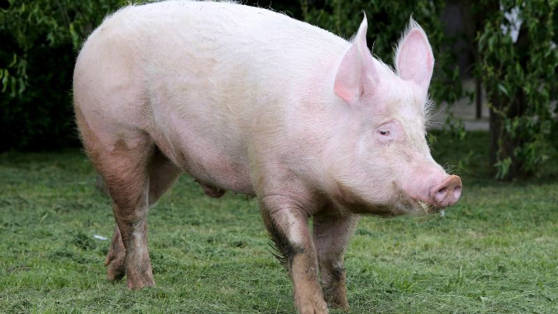 Giá heo hơi hôm nay 27/12 tại miền Bắc Giá heo hơi hôm nay 27/12 tại miền Bắc