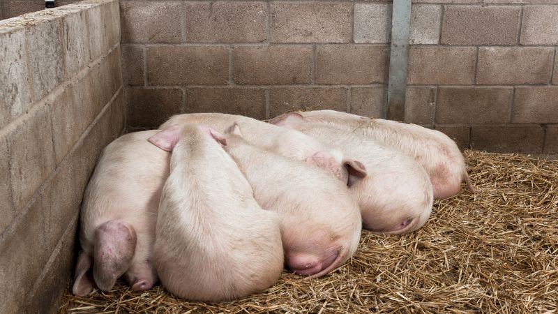 Giá heo hơi hôm nay 28/12 tại miền Bắc Giá heo hơi hôm nay 28/12 tại miền Bắc