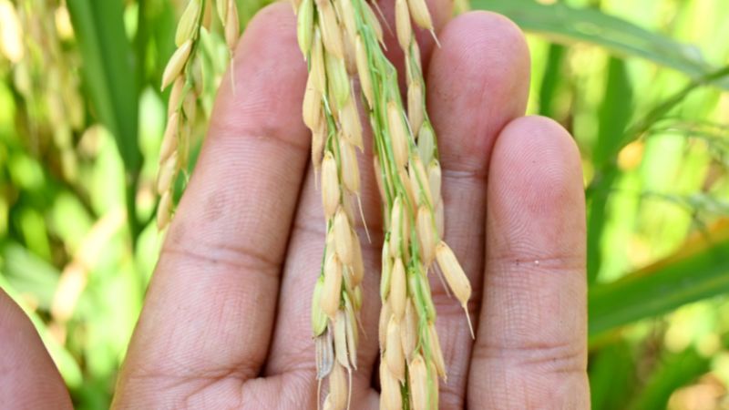 Giá lúa hôm nay 28/12