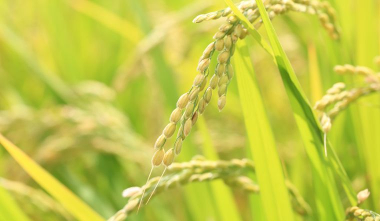 Giá lúa gạo hôm nay 29/12/2023: Giữ mức ổn định