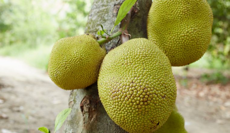 Giá mít Thái hôm nay 29/12/2023: Không thay đổi