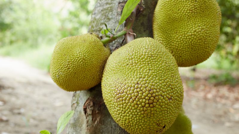 Giá mít Thái hôm nay 29/12