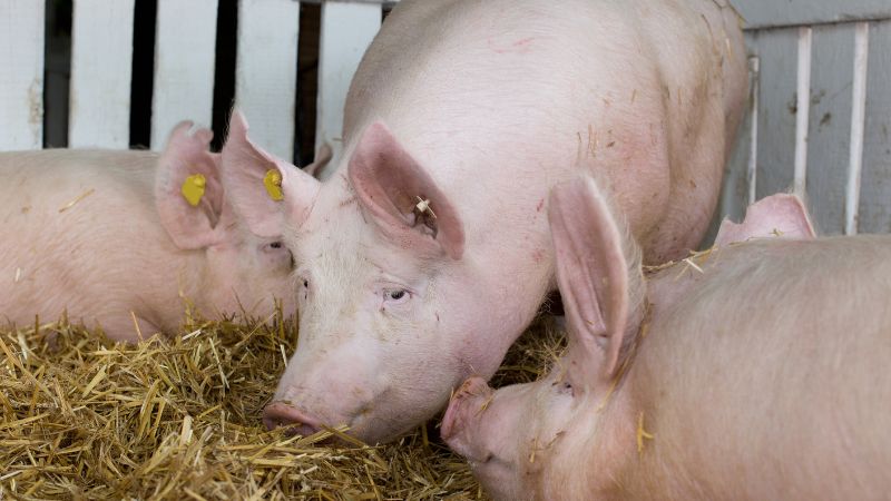 Giá heo hơi hôm nay 30/12 tại miền Bắc Giá heo hơi hôm nay 30/12 tại miền Bắc