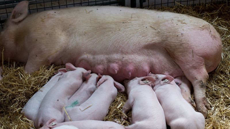 Giá heo hơi hôm nay 30/12 tại miền Trung, Tây Nguyên Giá heo hơi hôm nay 30/12 tại miền Trung, Tây Nguyên