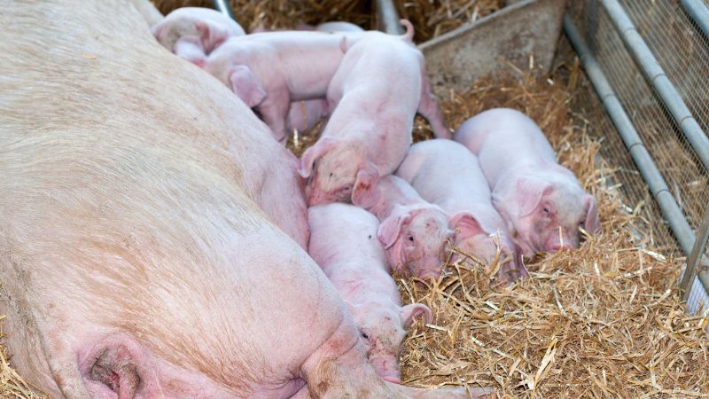 Giá heo hơi hôm nay 30/12 tại miền Nam Giá heo hơi hôm nay 30/12 tại miền Nam