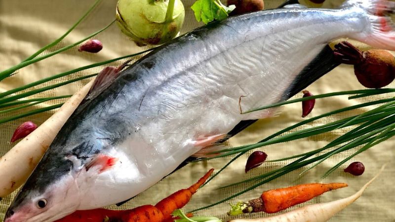Cá dứa là cá gì? Cách phân biệt cá dứa và cá basa đơn giản