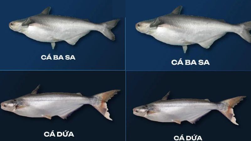 Cách phân biệt cá dứa và cá basa