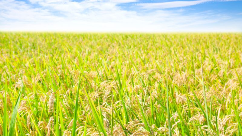 Giá lúa hôm nay 02/01