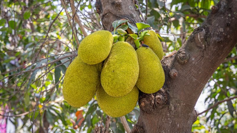 Giá mít Thái hôm nay 02/01