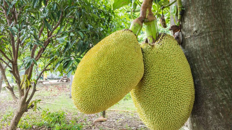 Chú ý thời tiết thay đổi thất thường khi trồng mít Thái