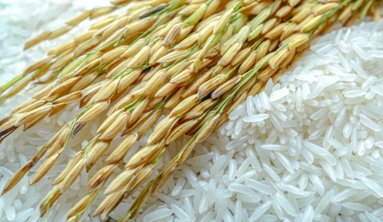 Giá lúa gạo hôm nay 03/01/2024: Lúa IR 50404 giảm 100 đồng/kg