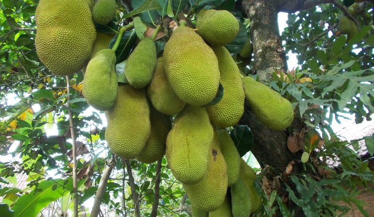 Giá mít Thái hôm nay 04/01/2024: Biến động nhẹ