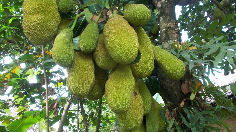 Giá mít Thái hôm nay 04/01