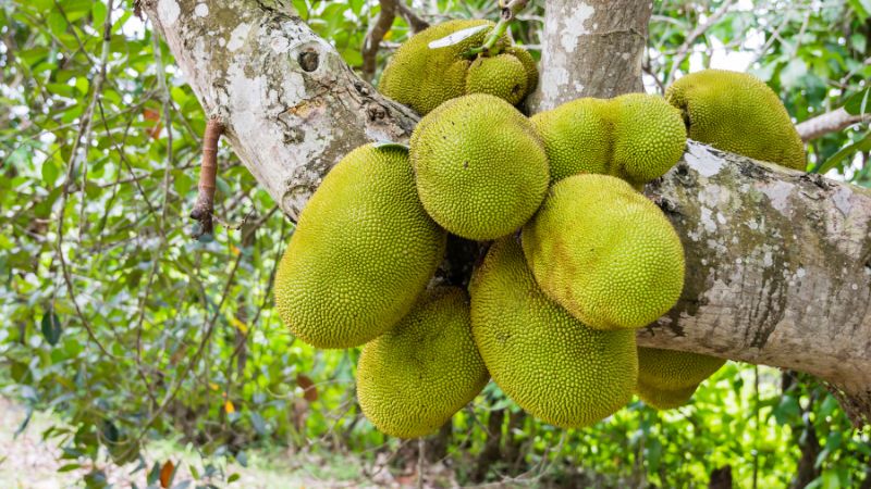 Bón phân gì cho trái mít nặng ký, múi lên màu đẹp?