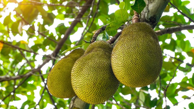 Cách chặn ruồi vàng tấn công trái mít Thái