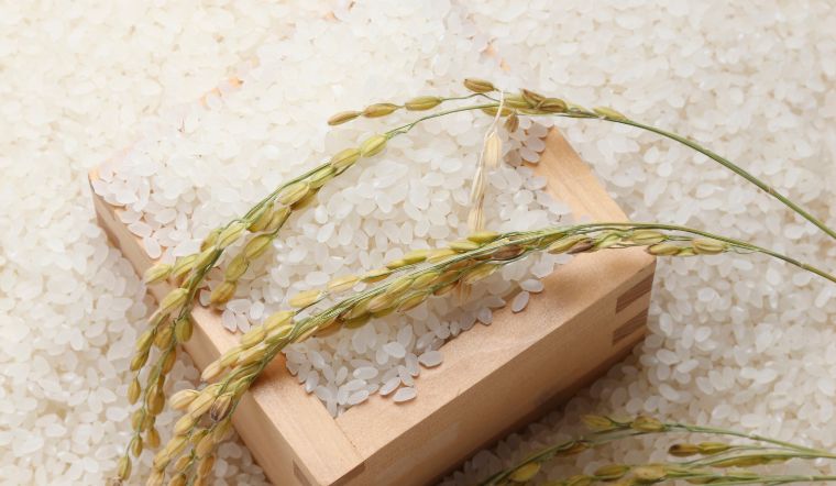 Giá lúa gạo hôm nay 06/01/2024: Tiếp tục giữ mức ổn định