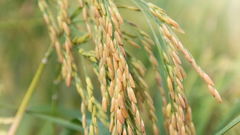 Giá lúa hôm nay 06/01 Giá lúa hôm nay 06/01