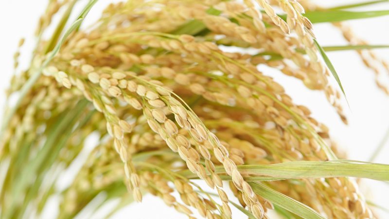 Giá lúa hôm nay 08/01