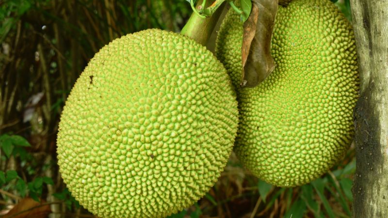 Đừng nên trồng 2 cây mít quá gần nhau