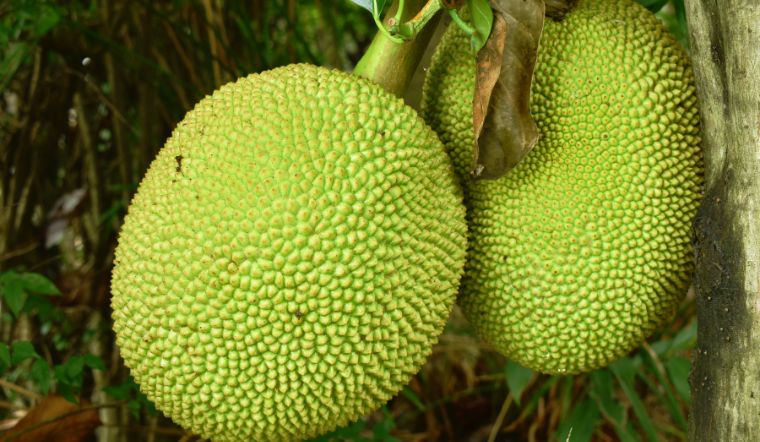 Giá mít Thái hôm nay 08/01/2024: Giá mít kem 3 giảm