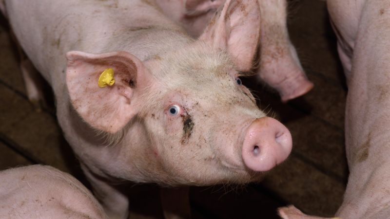 La Vita Di Isabel Appesa A Un Filo. Chef Ai Fornelli Per Beneficenza - Foto 6