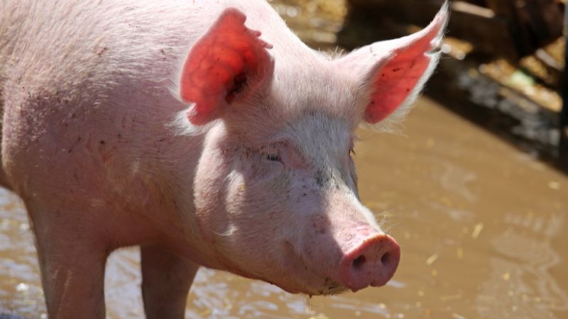 Giá heo hơi hôm nay 9/1 tại miền Nam Giá heo hơi hôm nay 9/1 tại miền Nam