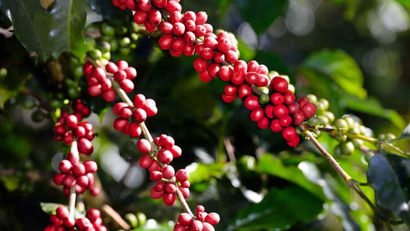 Giá cà phê trong nước hôm nay