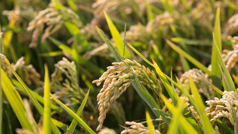 Giá lúa hôm nay 09/01 Giá lúa hôm nay 09/01