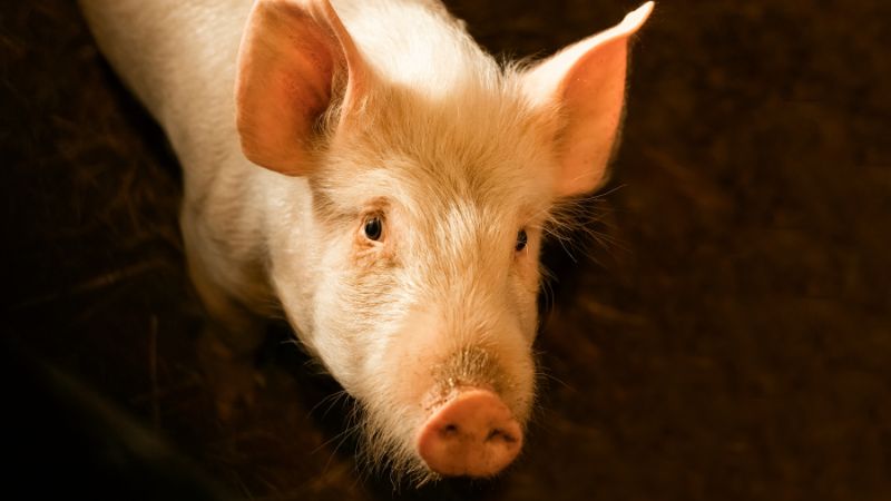 Giá heo hơi hôm nay 10/1 tại miền Bắc