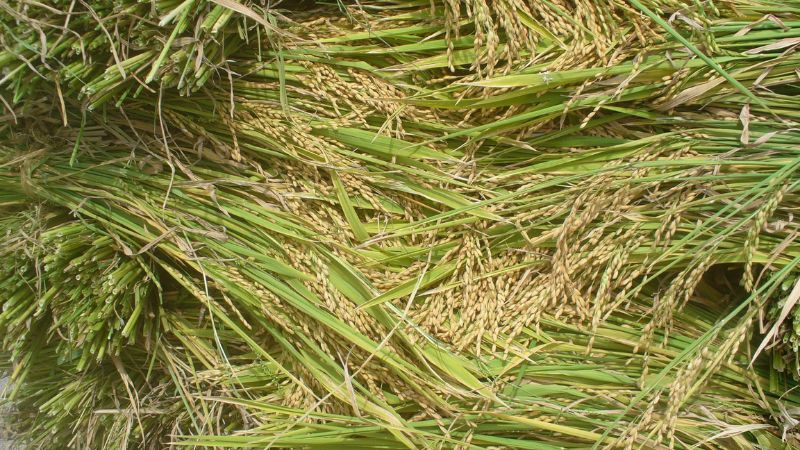 Giá lúa hôm nay 10/01