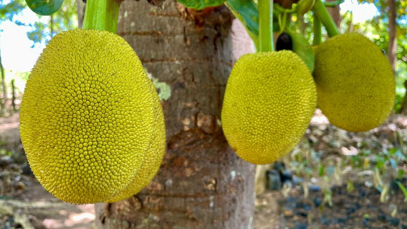 Nguyên nhân trồng mít ruột đỏ ra múi không đỏ, ăn không ngon