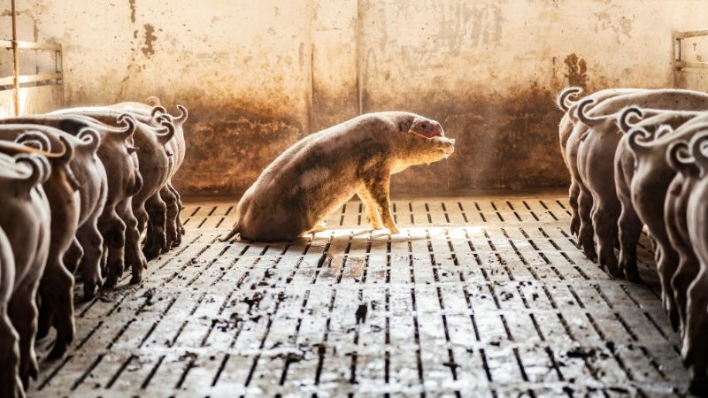 Giá heo hơi hôm nay 11/1 tại miền Bắc