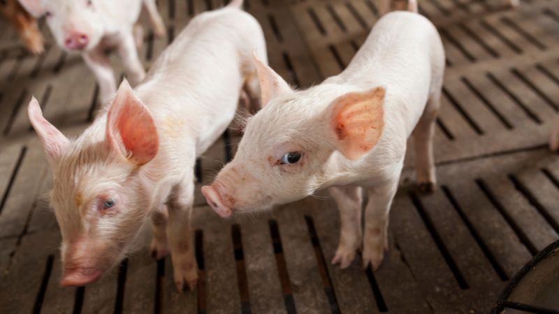 Giá heo hơi hôm nay 11/1 tại miền Trung, Tây Nguyên