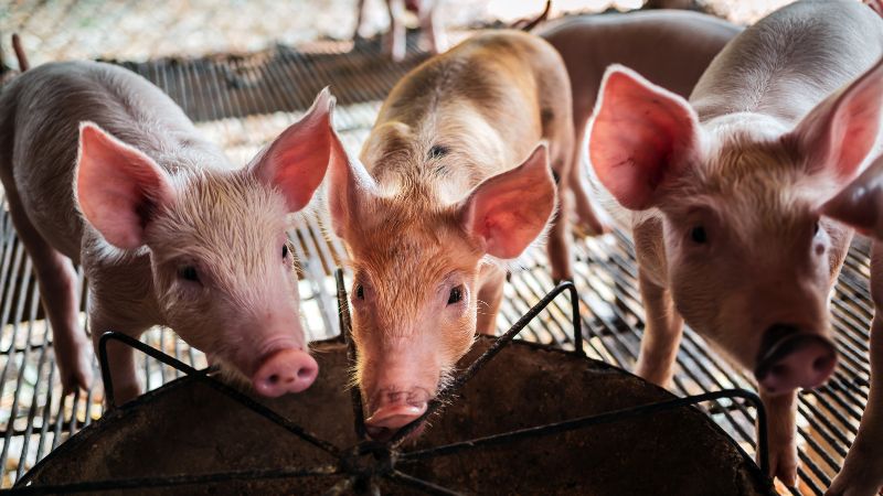 Giá heo hơi hôm nay 11/1 tại miền Nam