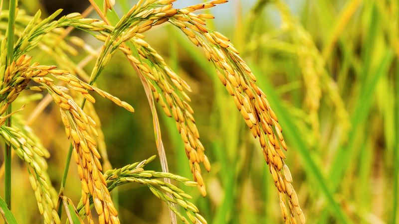 Giá lúa hôm nay 11/01