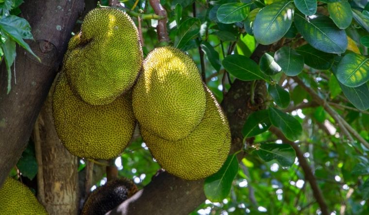 Giá mít Thái hôm nay 11/01/2024: Không thay đổi