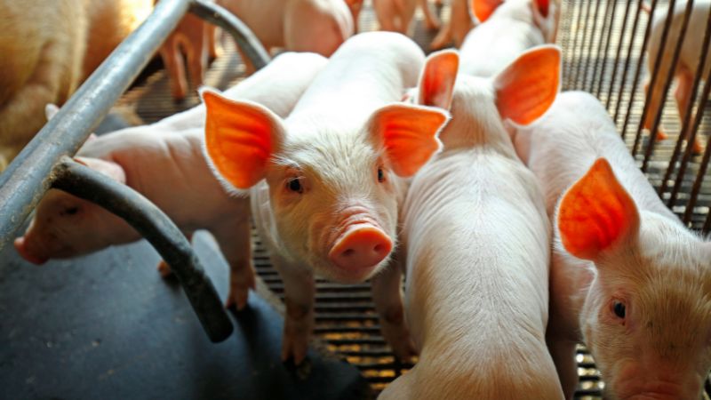 Giá heo hơi hôm nay 12/1 tại miền Trung, Tây Nguyên