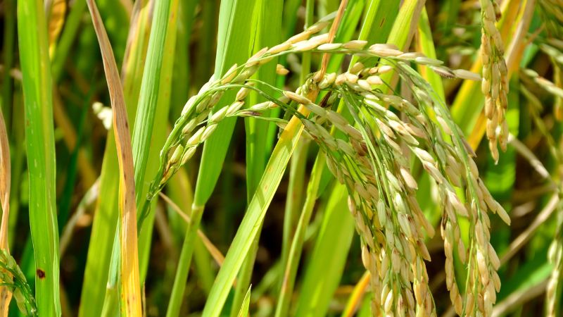 Giá lúa hôm nay 12/01