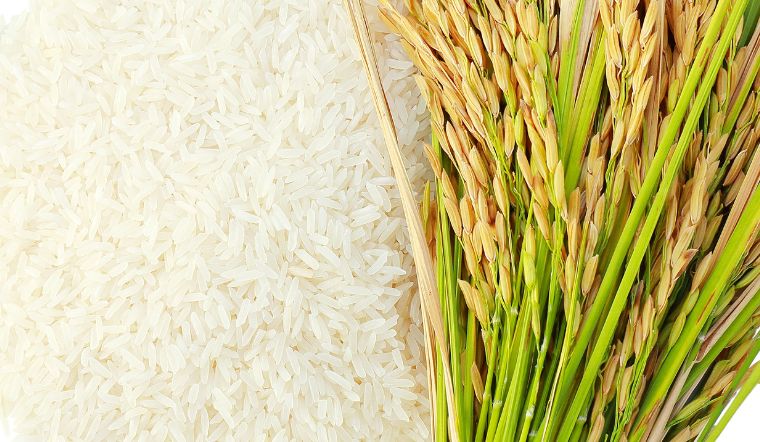 Giá lúa gạo hôm nay 13/01/2024: Tiếp tục ổn định ngày cuối tuần