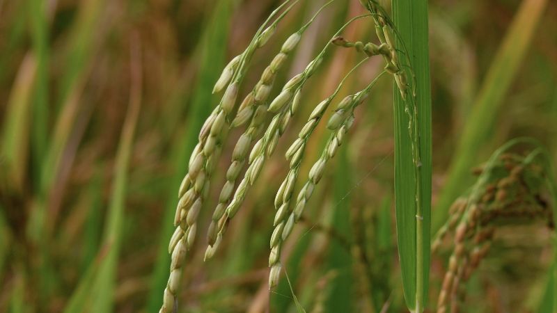 Giá lúa hôm nay 13/01