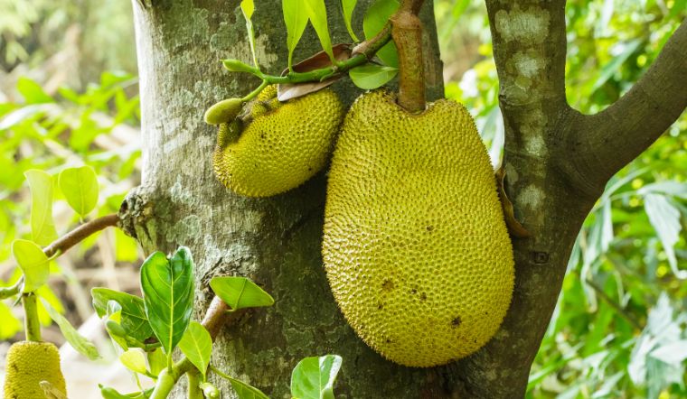 Giá mít Thái hôm nay 13/01/2024: Giá mít kem 2 biến động nhẹ